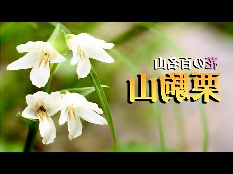 東北 植物